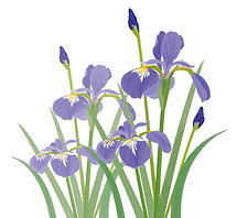 菖蒲.webp
