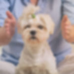 small-dog-owner-with-hands_edited.jpg