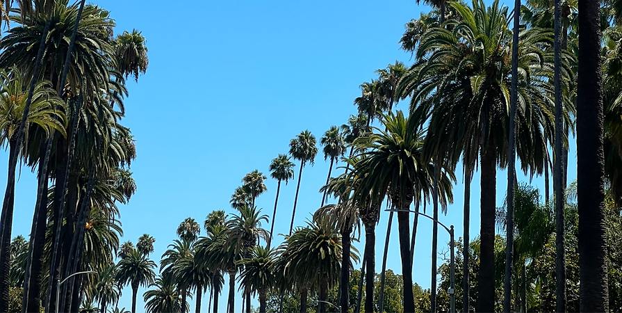 Rodeo Drive Palm Trees_edited.png