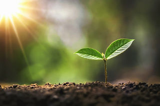 seedling sunrise tomorrow.jpg