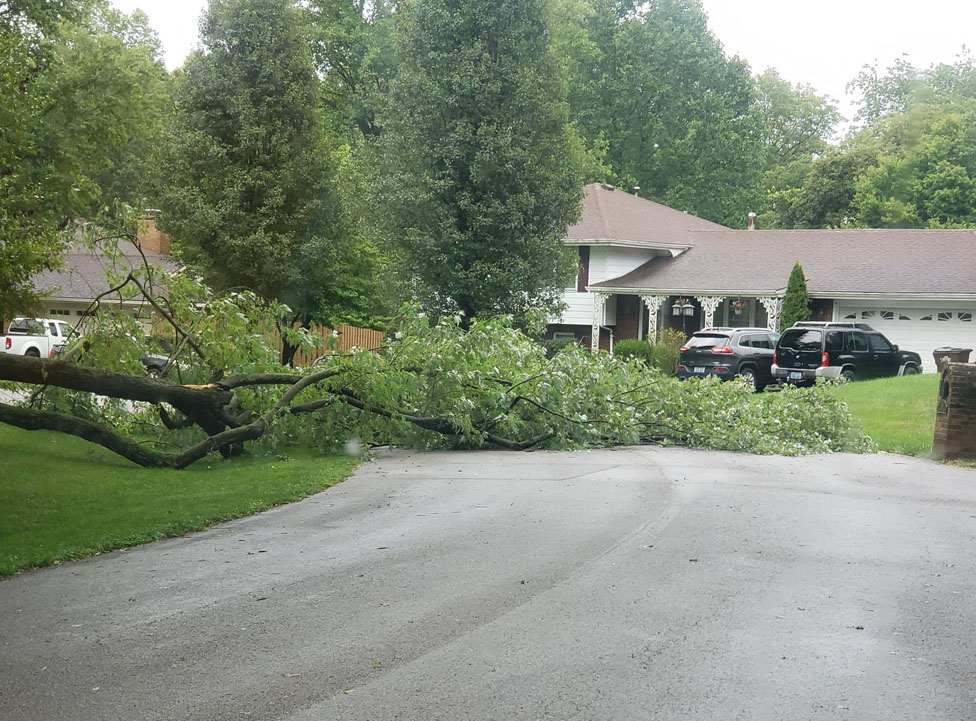 Woodlark tree down