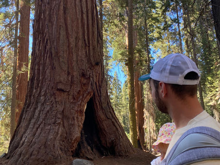 Sequoia National Park : notre avis après une journée entre Moro Rock, Tunnel Log et General Sherman