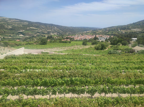 A green vineyard in the foreground and stone built Omodos village in the background. Clear sky, summer or spring.