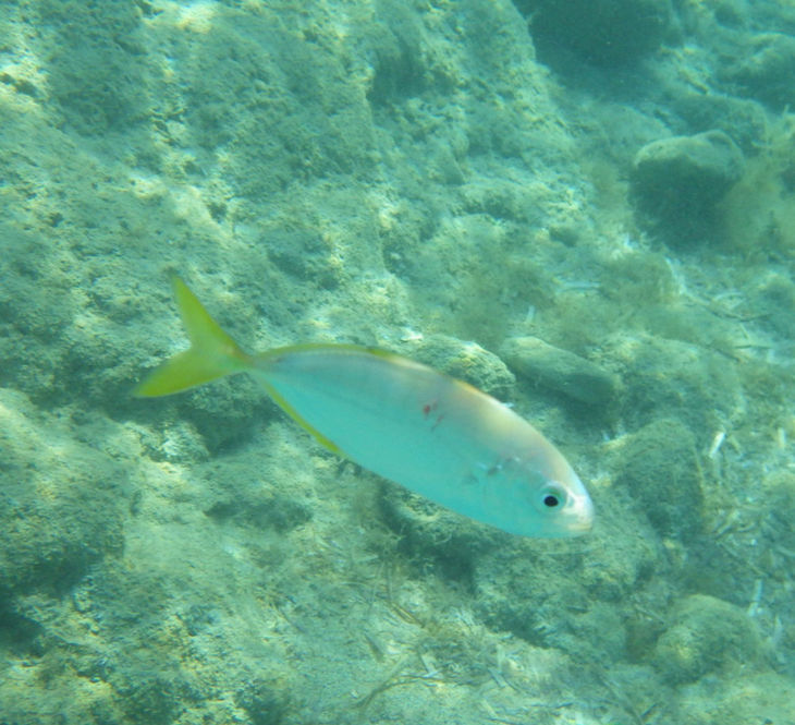 A side shot of a yellow tailed white-grey fish in the Cyprus sea. Shot from above, the rocky bottom is seen behind the fish.