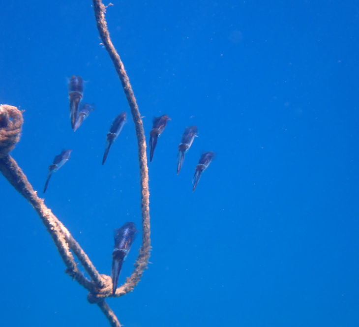 A squad of eight squid shot from the side, behind and very close to a buoy rope, near the Ayia Napa Sea Caves. The sea is very clear. The background is blue.