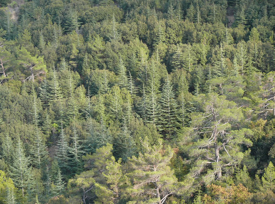 A cedar forest from Madari circular trail, on the northern slope of Troodos mountains.