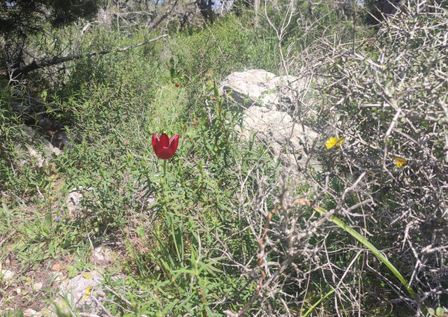 A red tulip in bloom, in dense vegetation in Akamas.