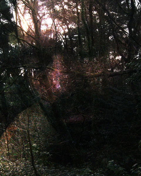 photoInForest.jpg