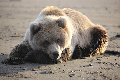 Brown bear or grizzly bear