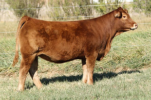 Lot 24_B-Bar VLE French Maid 37N_UZX 37N.jpg