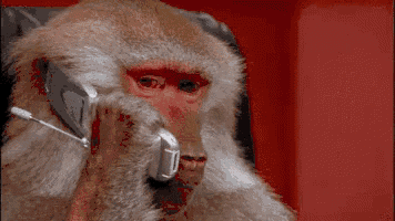 baboon-phone.gif