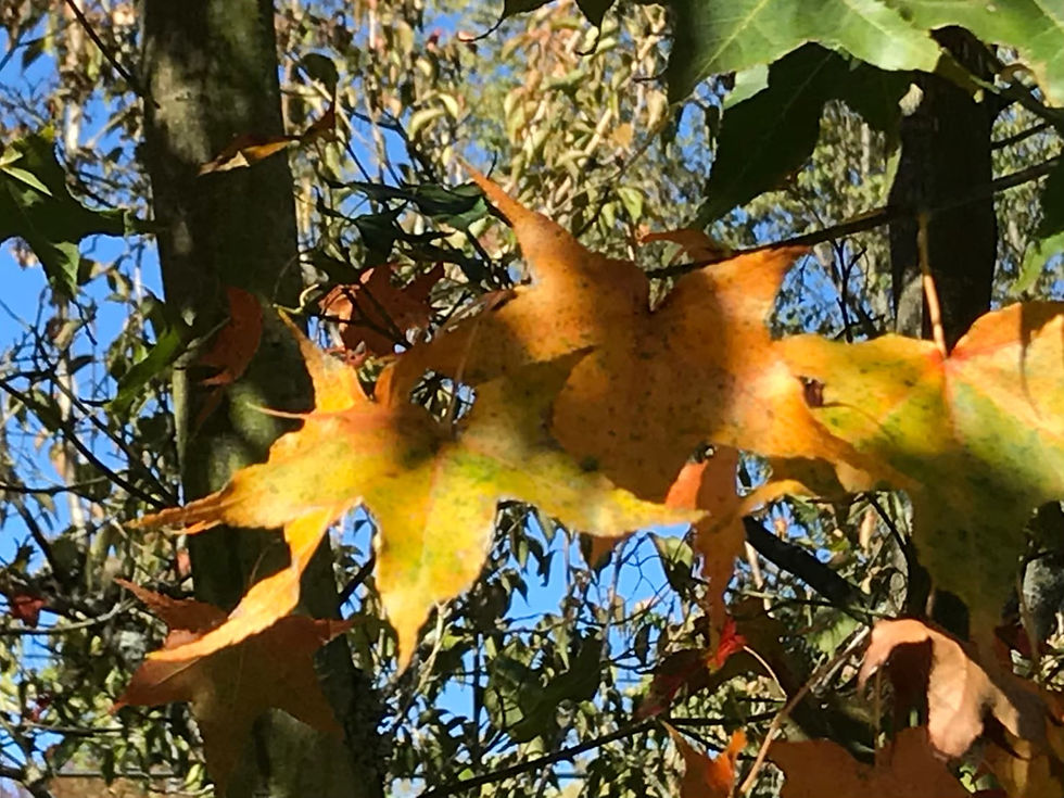 20191101_梨山_200721_27