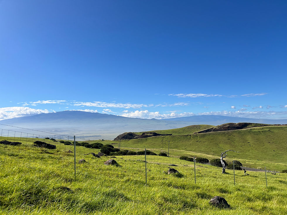 A photo of waimea green hills with mauna Kea in the background and bright blue sky with scattered white clouds  and an old tree and fence in the foreground.