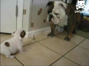 Dog Fear