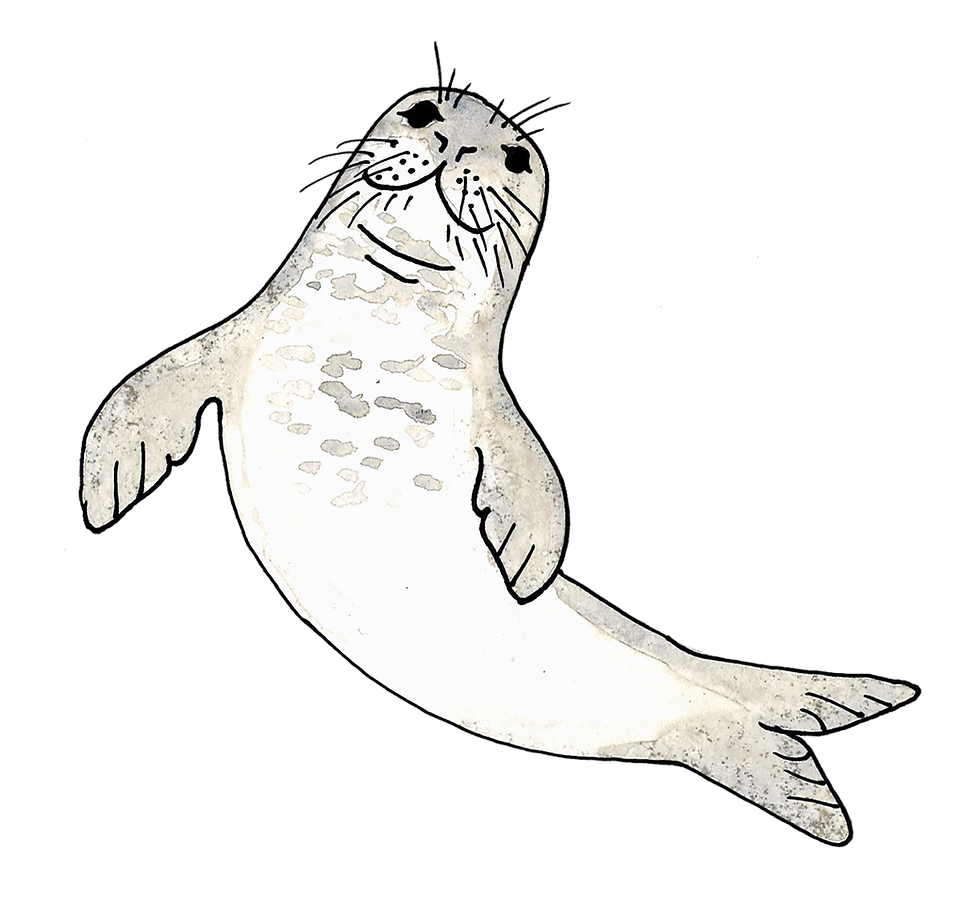 Grey hawaiian monk seal drawn in water color