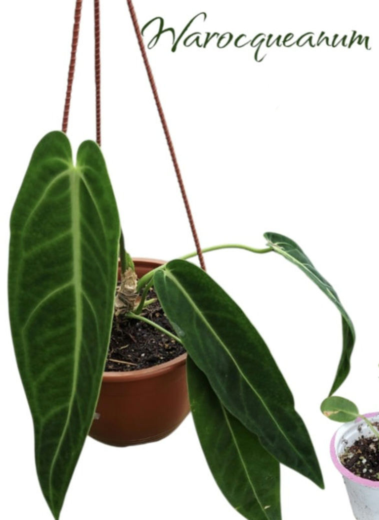 Anthurium Warocqueanum "Queen"