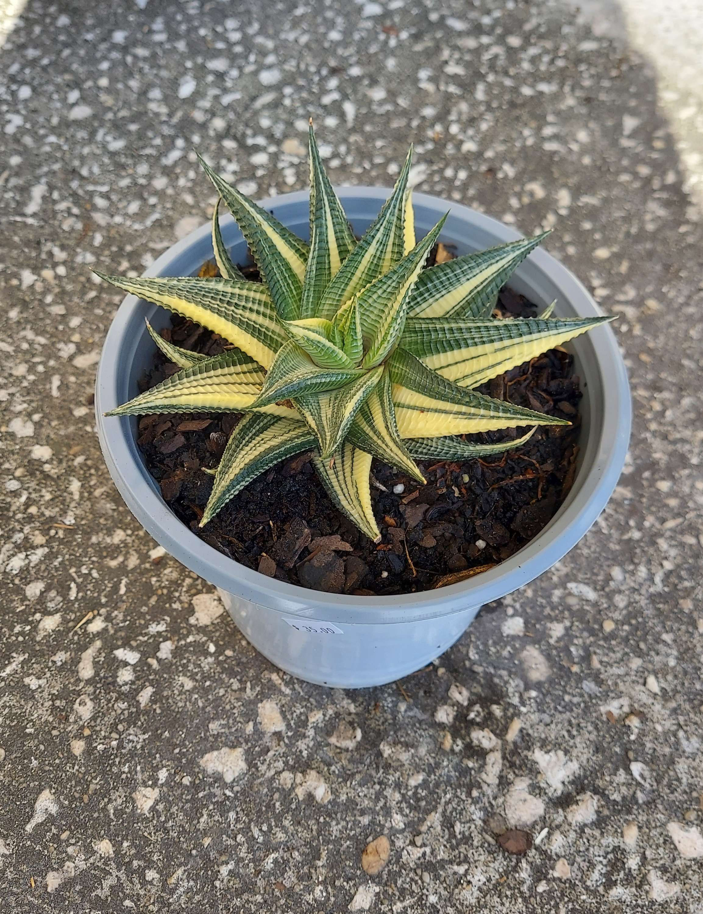 Variegated Haworthia 