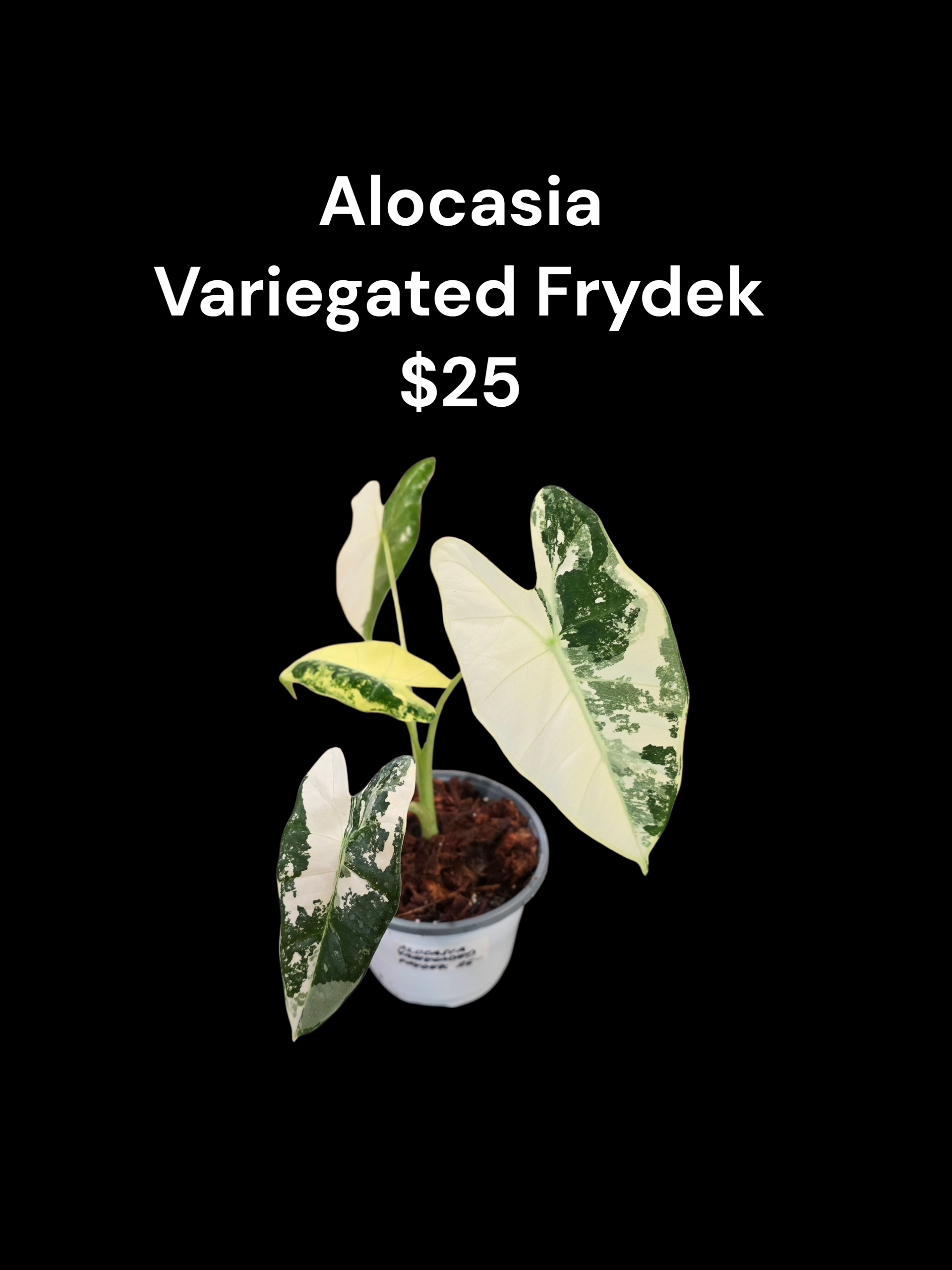 Alocasia Variegated Frydek 
