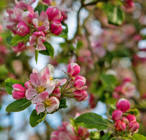 Orchard Barn apple blossom