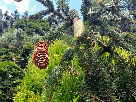 Pine cones on a conifer with green needles