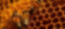 close-up-honeycomb-with-bee-honey-ai-generative