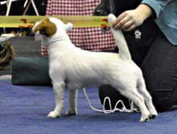 V Karnawałowa Wystawa Psów Rasowych