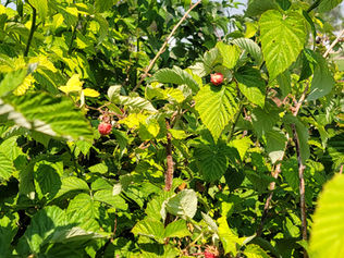 Sunlit raspberry bush with dense green leaves and a few ripe red berries against a clear blue sky.
