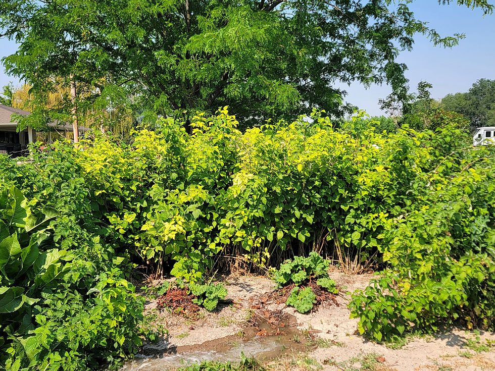 Lush green shrubs and a large tree in a sunny yard, with a house and RV partly visible in the background under a clear blue sky.