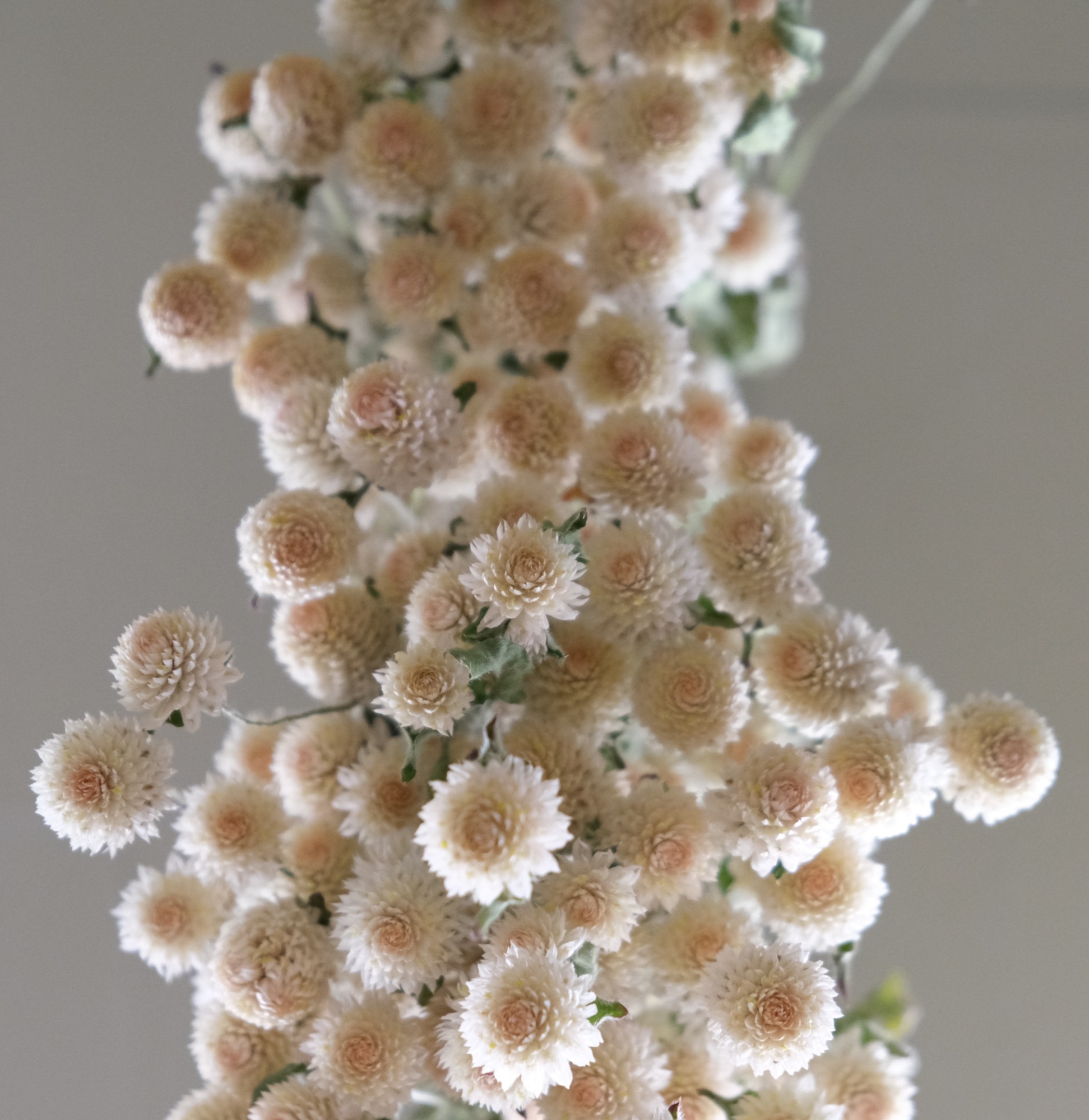Wie man Blumen richtig
