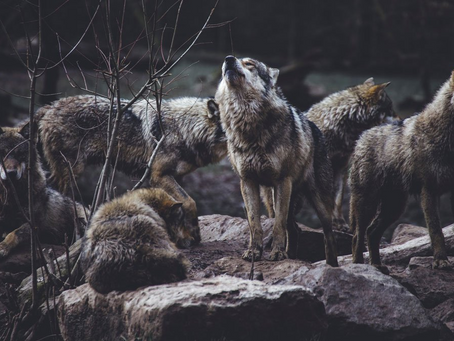 La moral es un producto de la evolución (y de la cultura)