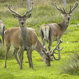 Deer management update