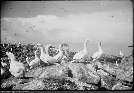 Gannets on the rocks at Sula Sgeir c.1950s© Licensed by Scottish Life Archive (project 255