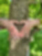 Two hands hugging an Oak tree trunk and making a heart shape.