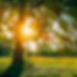 Summer Solstice.png