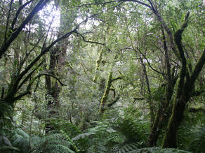 WePlanet Australia: Stop logging and burning native forests as climate policy