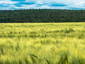 Finland’s Green Party now supports genetic engineering in agriculture