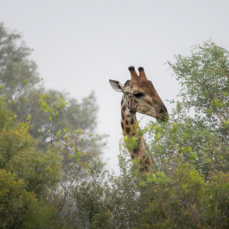 A quiet moment with a giraffe in the bush
