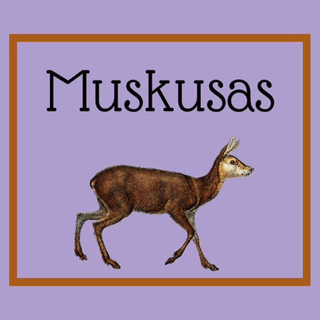Muskusas