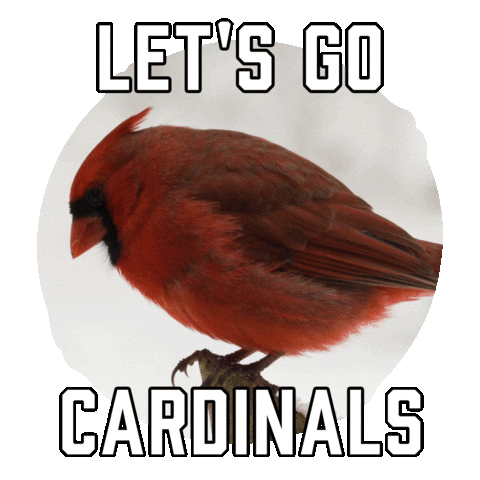 Louisville Cardinals Football Sticker by Sealed With A GIF.gif