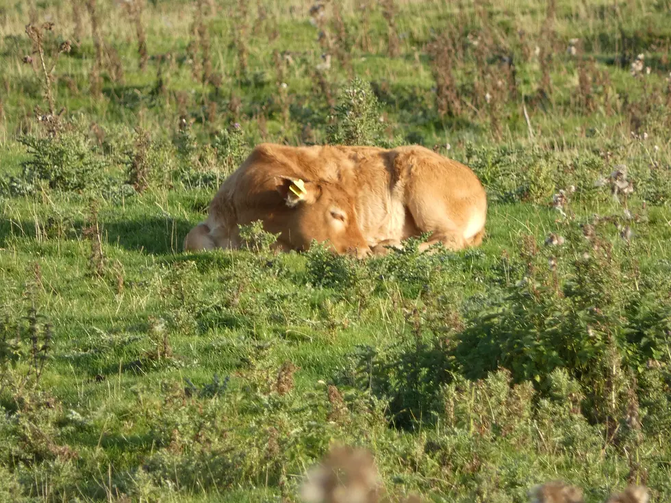 A cow with light brown fur and a yellow ear tag rests in a green field. Sparse tall grass and bushes surround the peaceful scene.