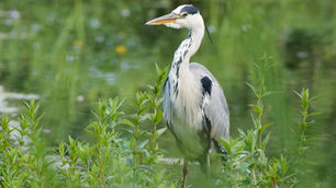 A grey heron standing among green pond plants, with blurred water background.