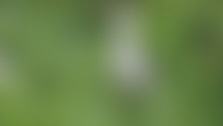 A grey heron standing among green pond plants, with blurred water background.