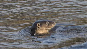 Otter swims in rippling water, head above surface, looking alert.