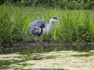 Gray heron standing by a pond with lush green reeds, rippled water reflections.