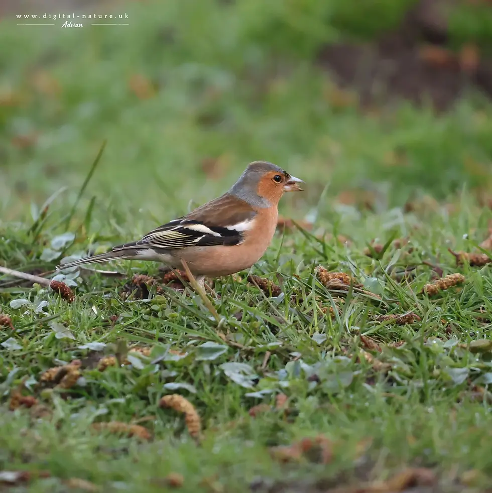A chaffinch with orange and black feathers stands on grass, eating, brown twigs scattered around.
