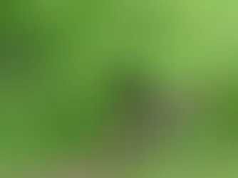 A small, dark brown animal on a leafy path surrounded by dense green foliage. The mood is serene.