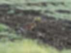 A hare being illuminated by the rising sun on a frosty morning.