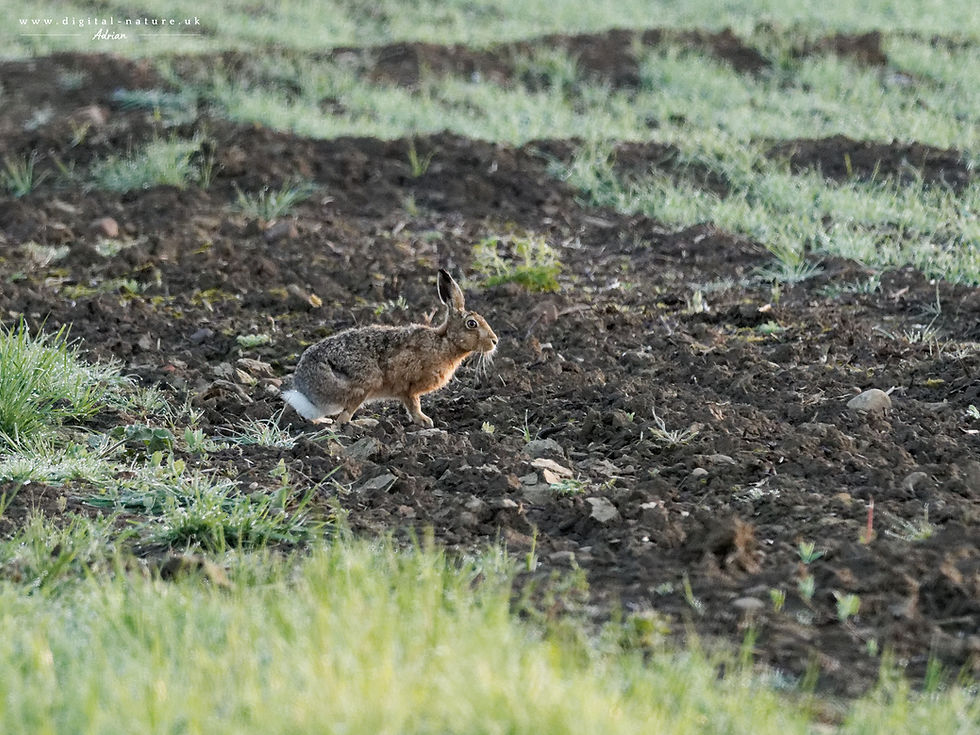 Hare crouches on a ploughed field with green grass tufts, illuminated by the rising sun