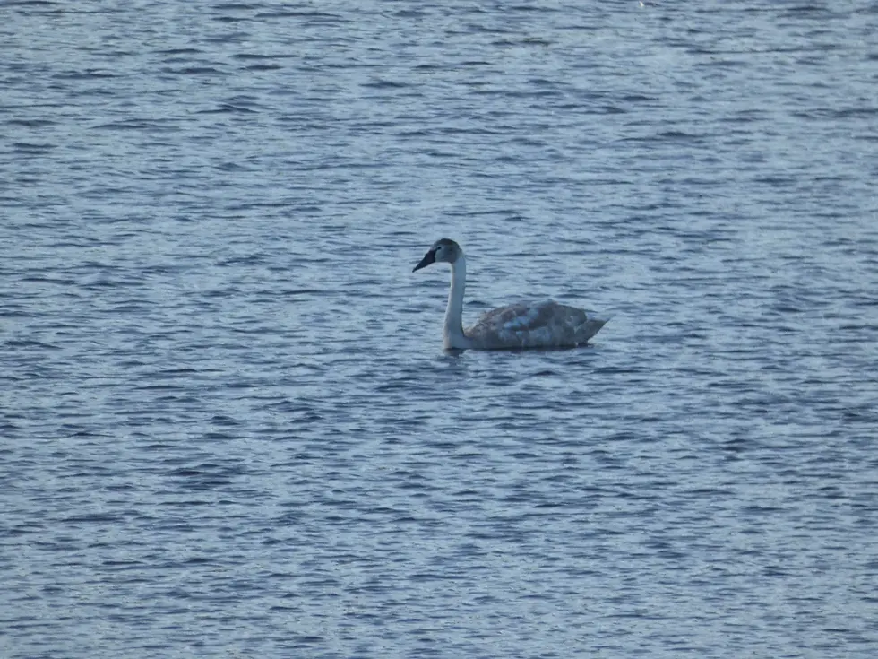 A lone swan swims on rippling blue water, creating a serene and tranquil scene. The swan's feathers are a mix of white and gray.