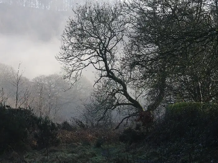 Bare trees in a misty forest setting, with fog covering the background and a serene, quiet mood pervading the scene.